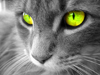 Avatar de rimaxa