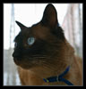 Avatar de Sebitas