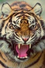 Avatar de Jagumar